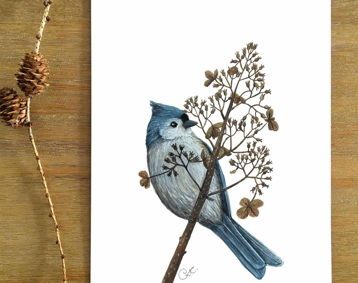 Illustration originale - Mésange bicolore et hydrangée