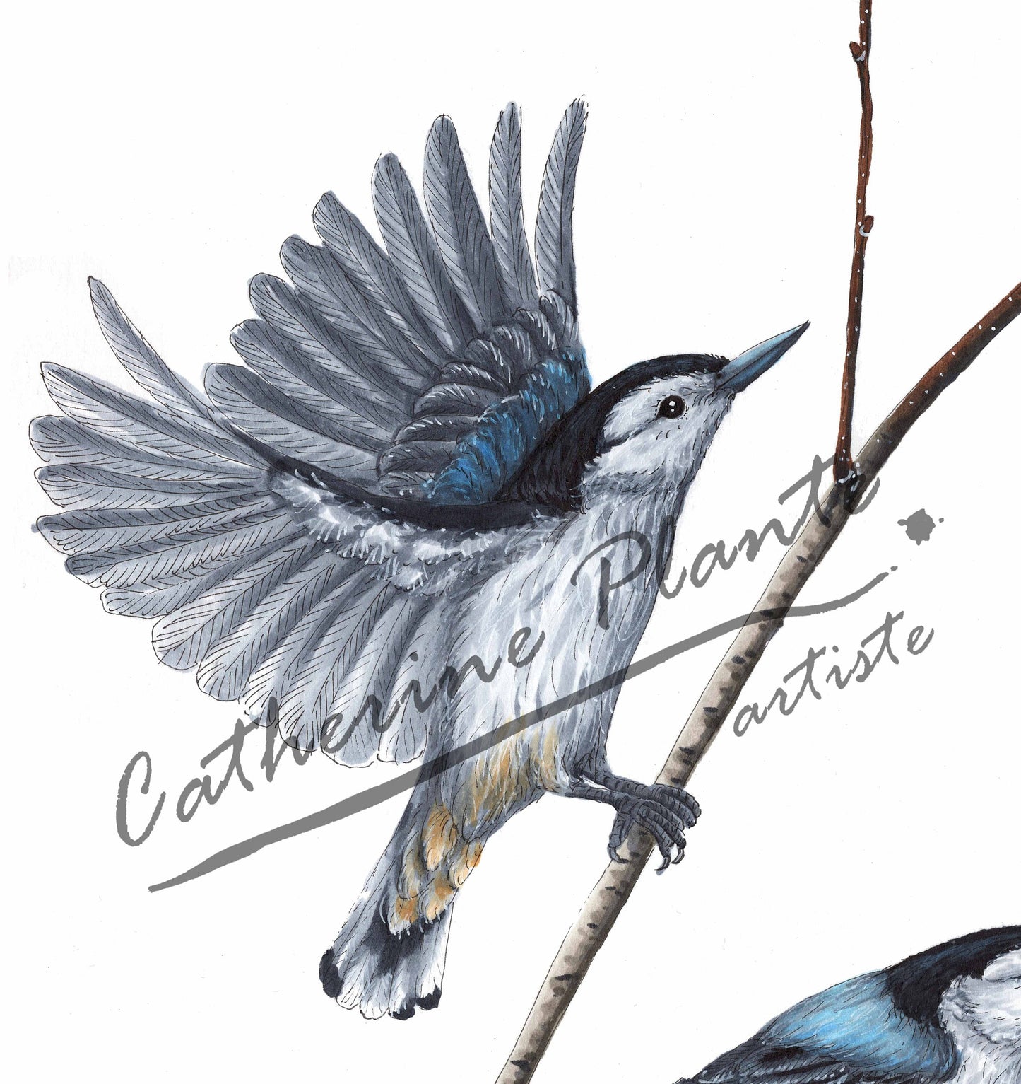 Large original illustration - The Nuthatches and the Birch