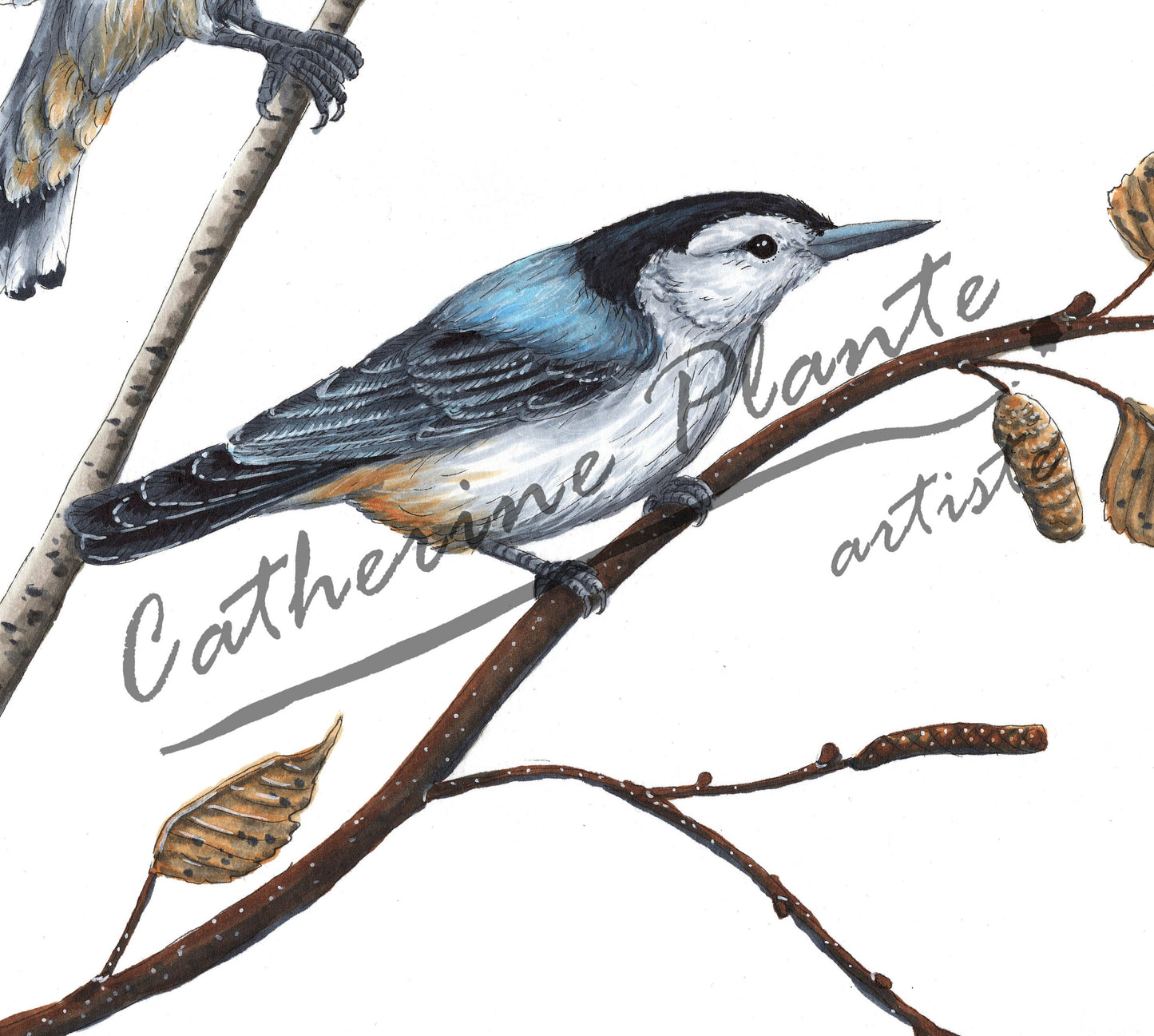 Large original illustration - The Nuthatches and the Birch