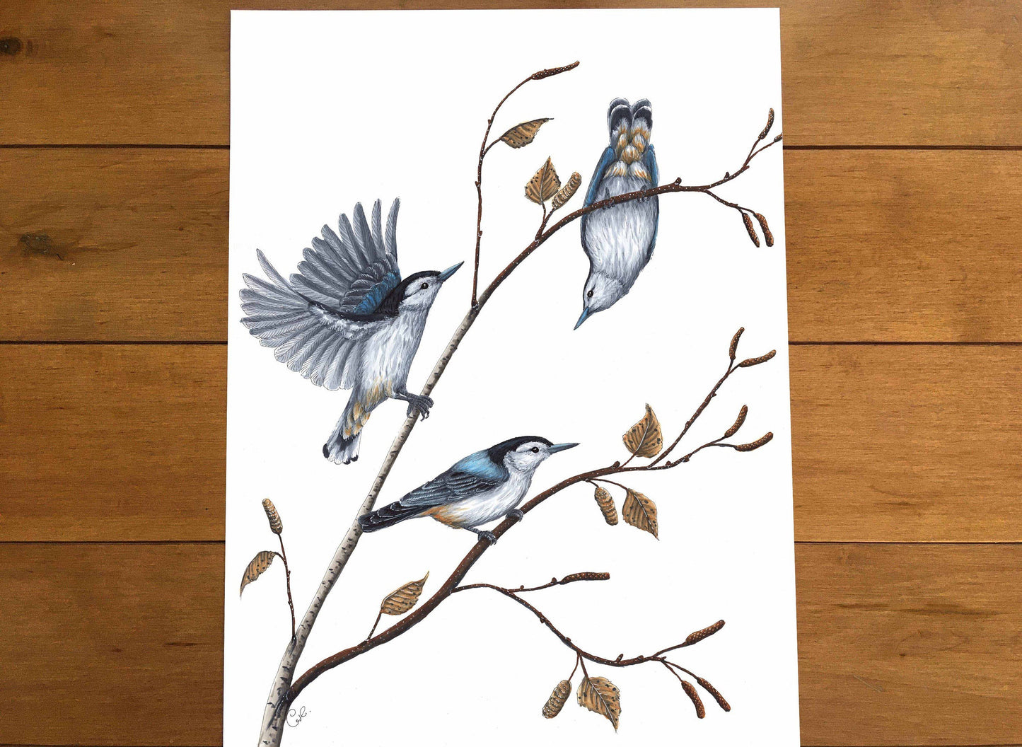 Large original illustration - The Nuthatches and the Birch