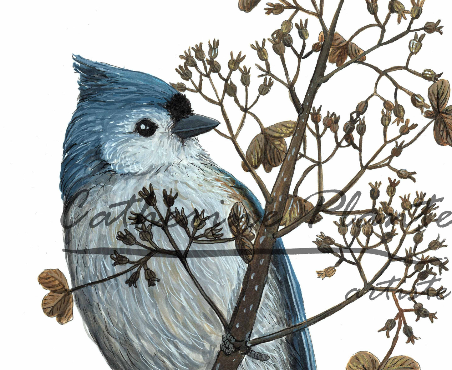 Illustration originale - Mésange bicolore et hydrangée