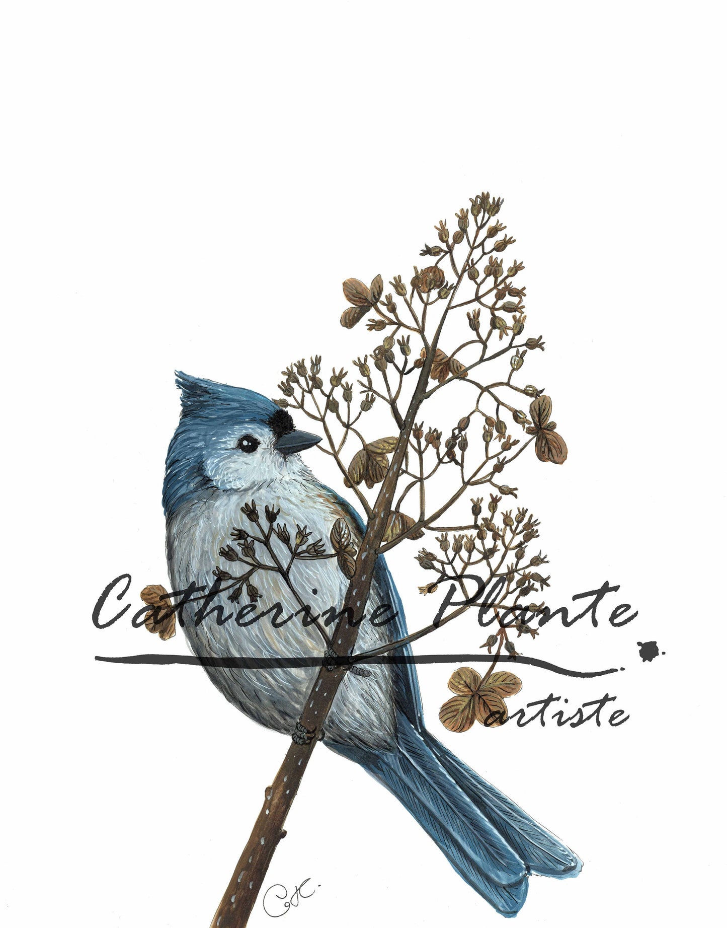 Illustration originale - Mésange bicolore et hydrangée