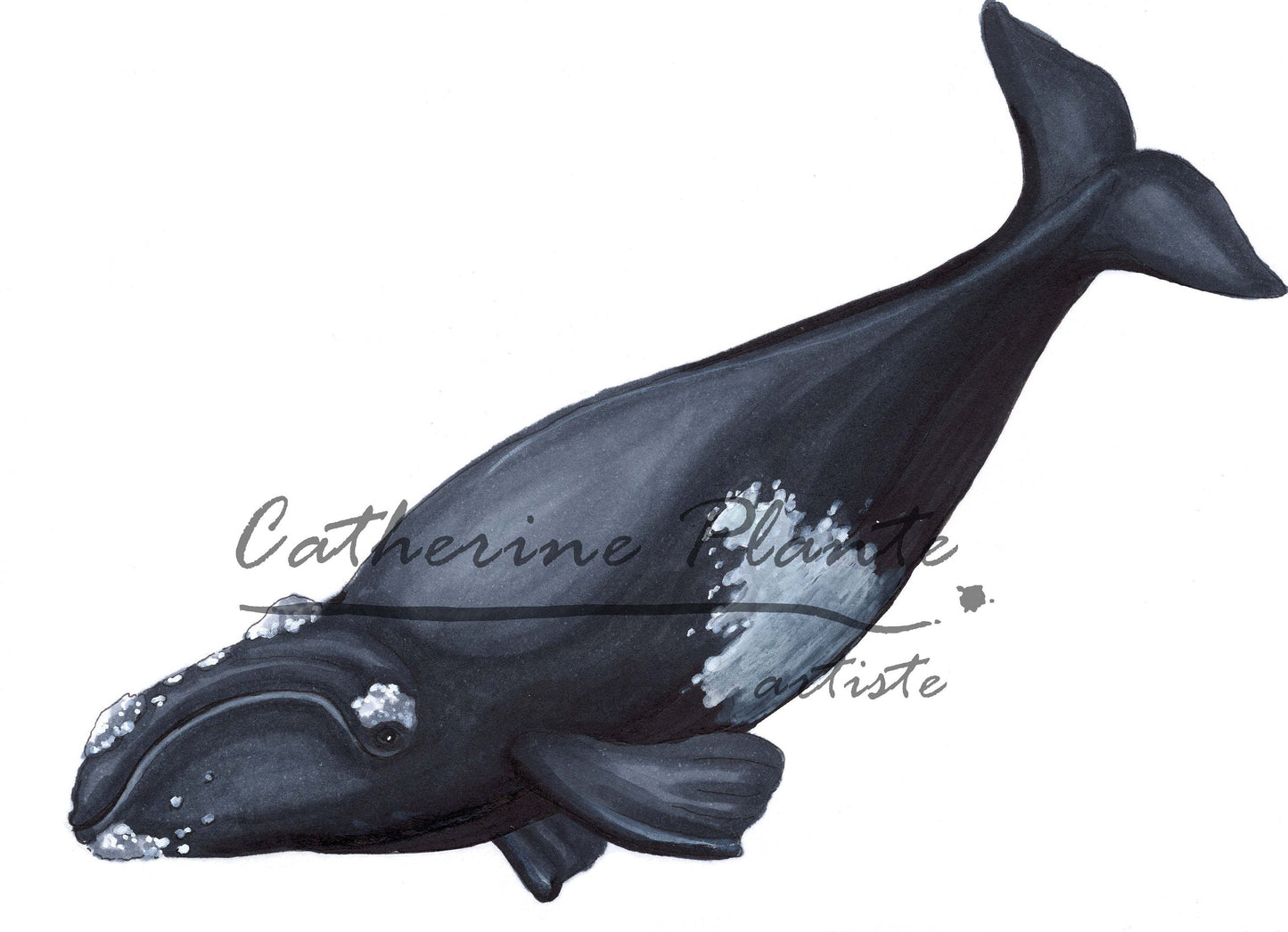 Small Original Illustrations - Selection of seven cetacean illustrations