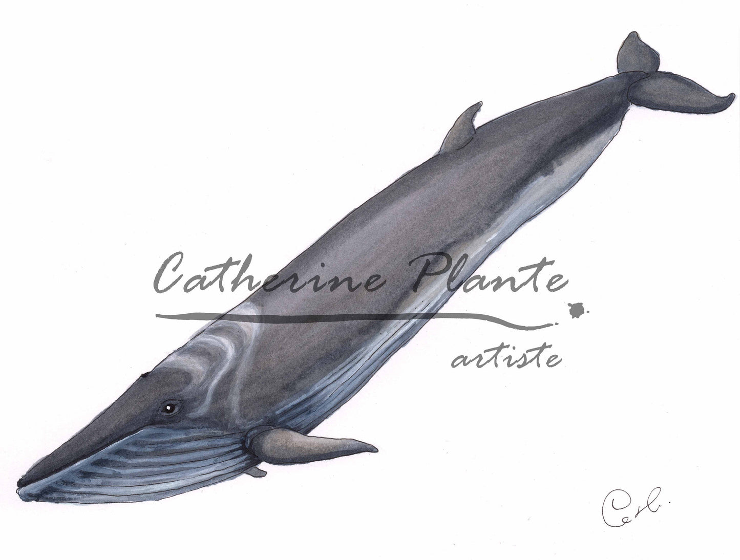 Small Original Illustrations - Selection of seven cetacean illustrations