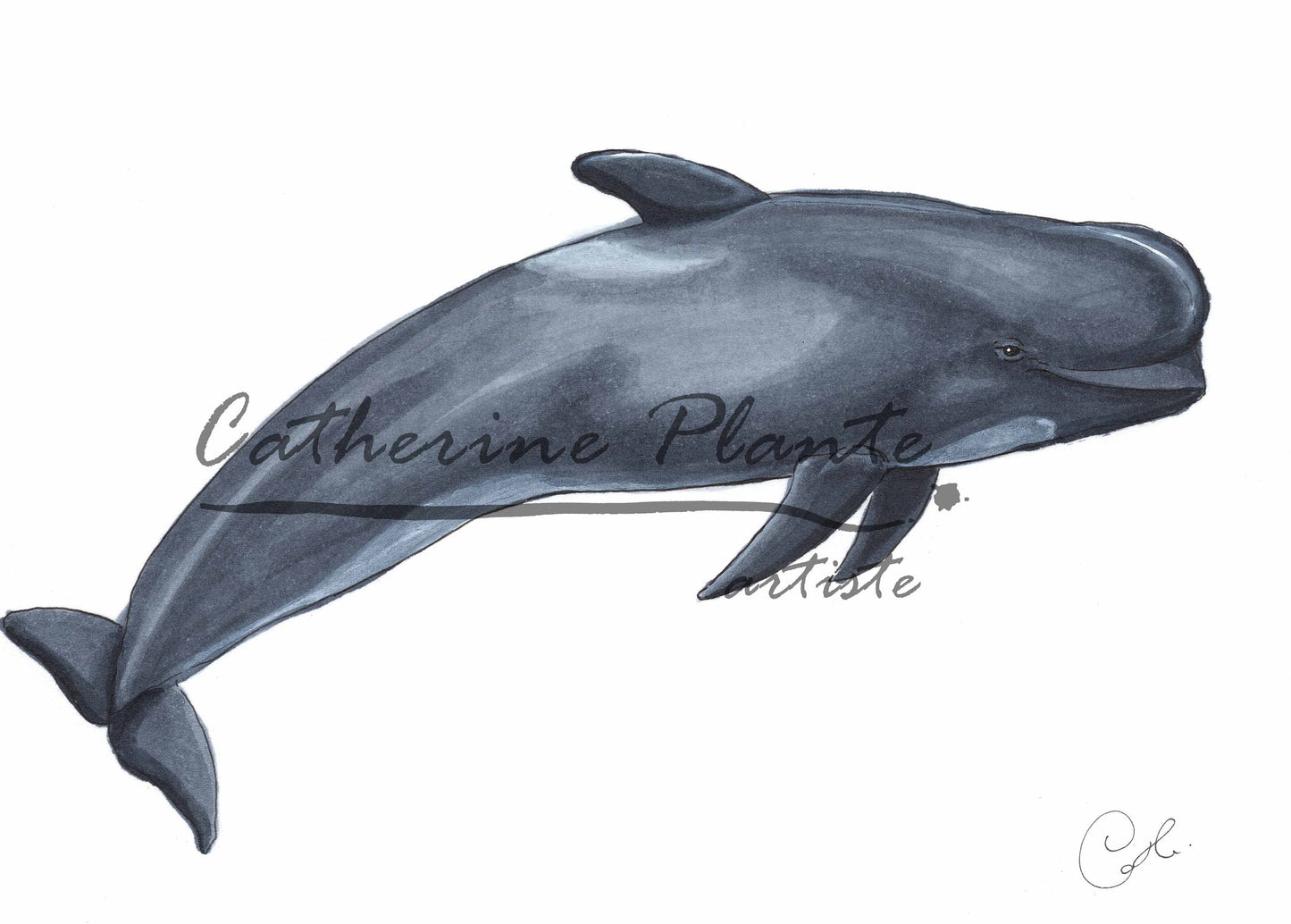 Small Original Illustrations - Selection of seven cetacean illustrations