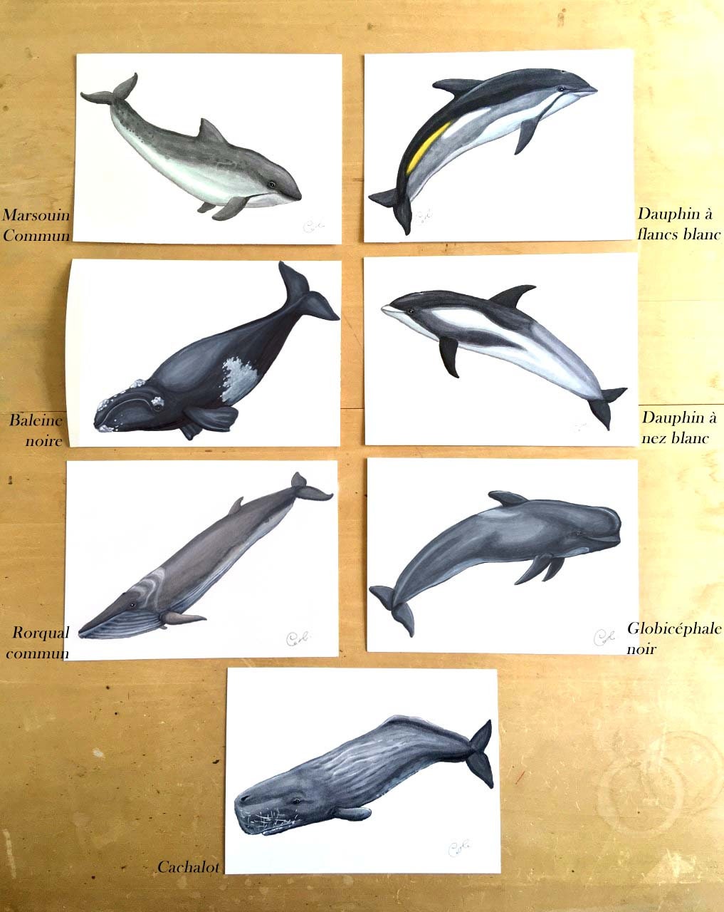 Small Original Illustrations - Selection of seven cetacean illustrations