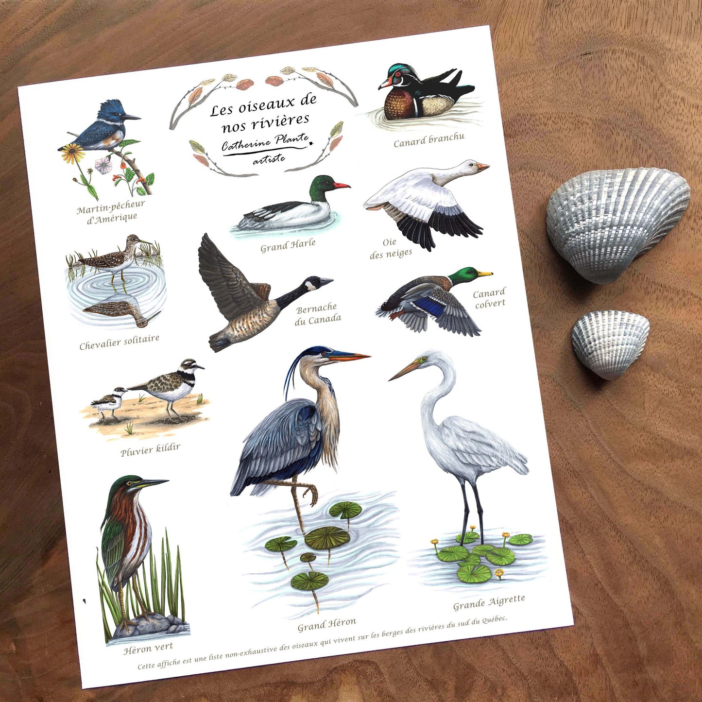 Educational poster - The birds of our rivers