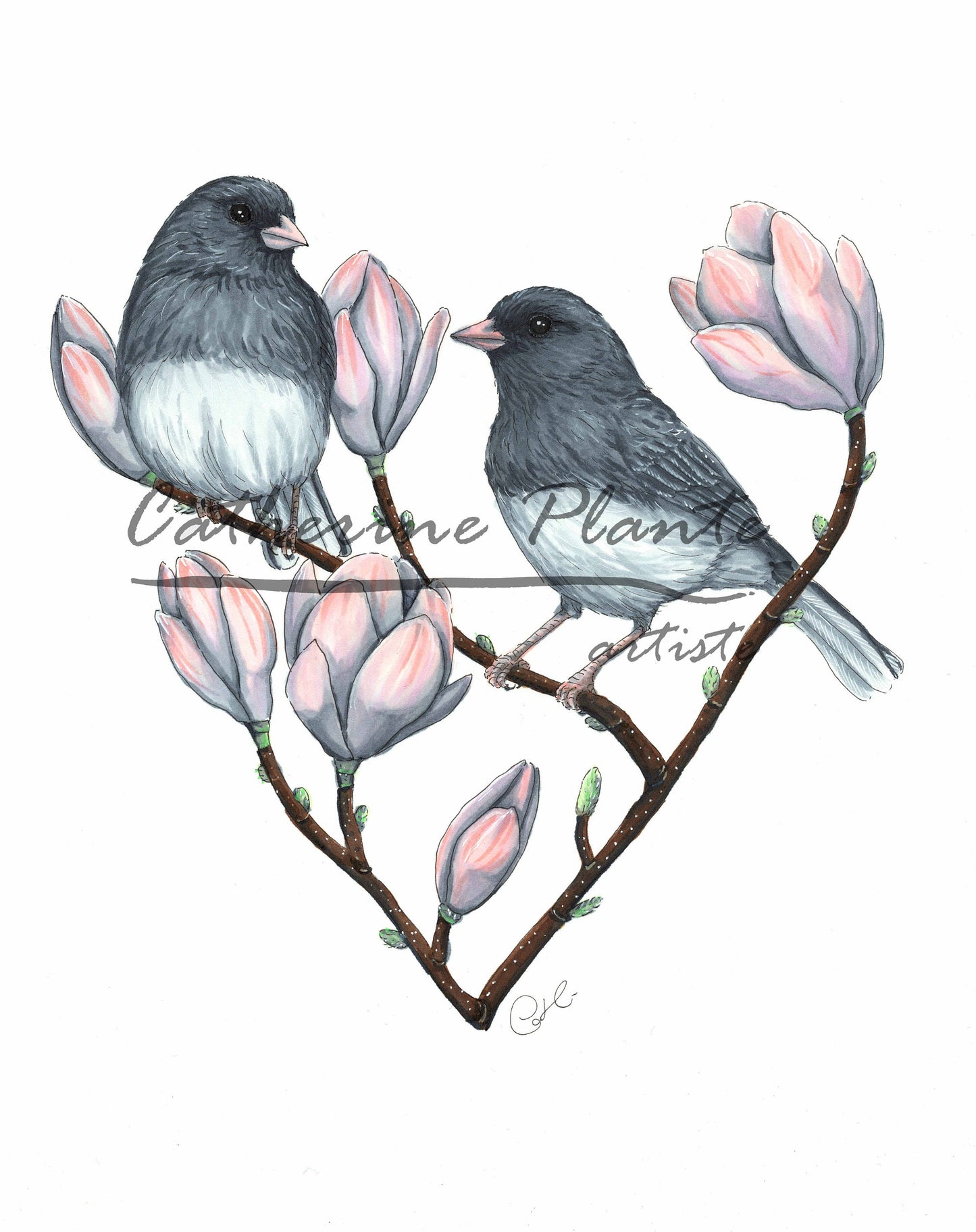 Art print - Juncos in the heart of magnolias