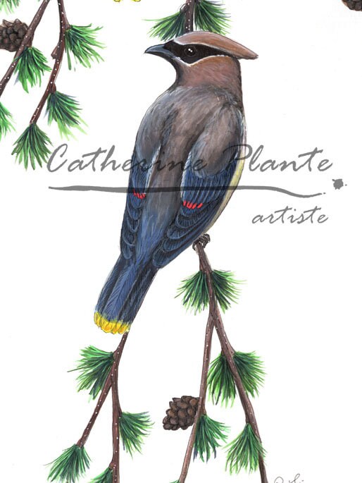 Large original illustration - Waxwings at the larch