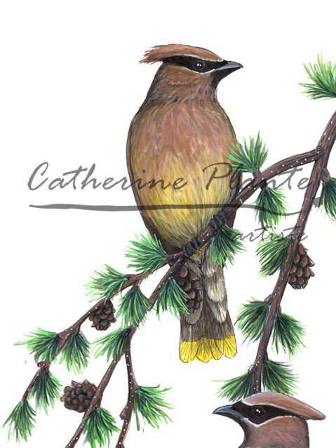 Large original illustration - Waxwings at the larch