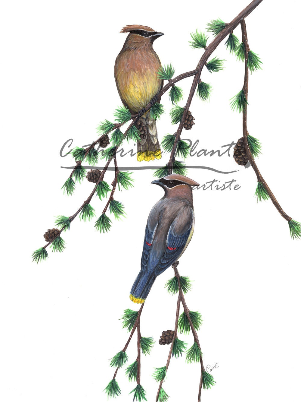 Large original illustration - Waxwings at the larch
