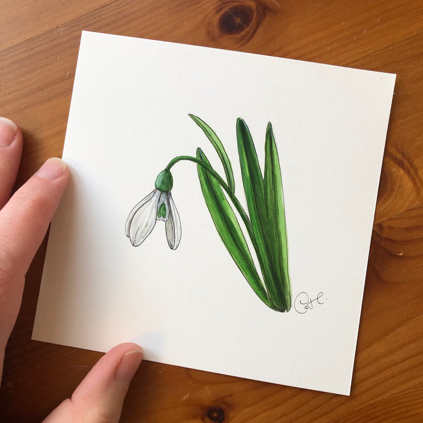 Petite illustration originale - Perce-neige