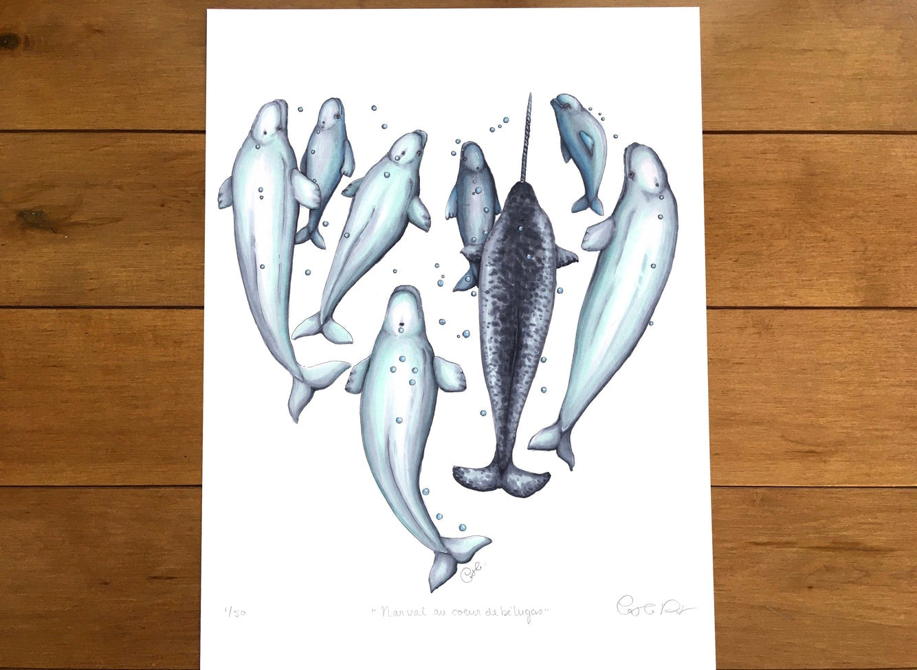 Grande impression d'art - Narval au coeur de bélugas