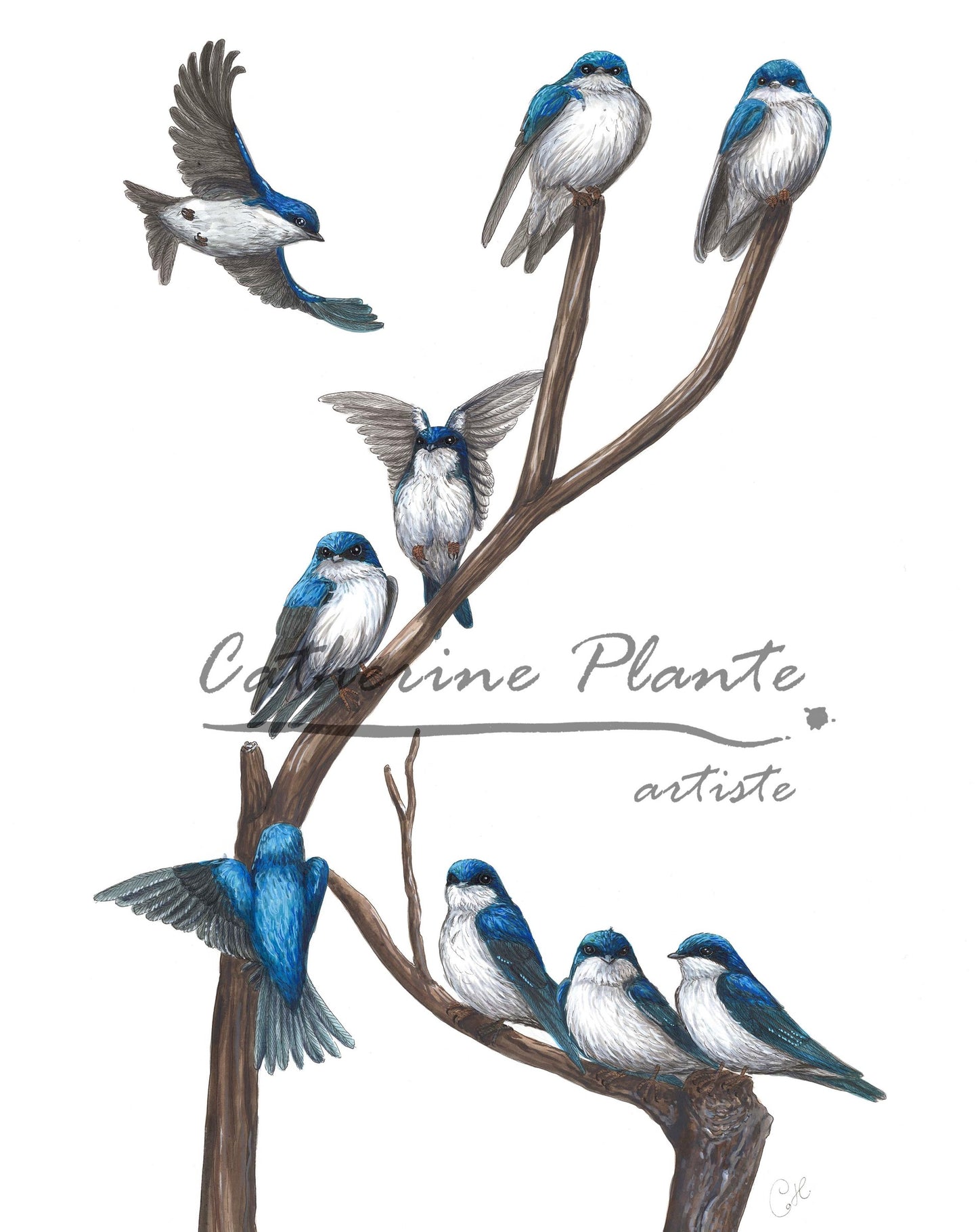 Large original illustration - Swallow dormitory