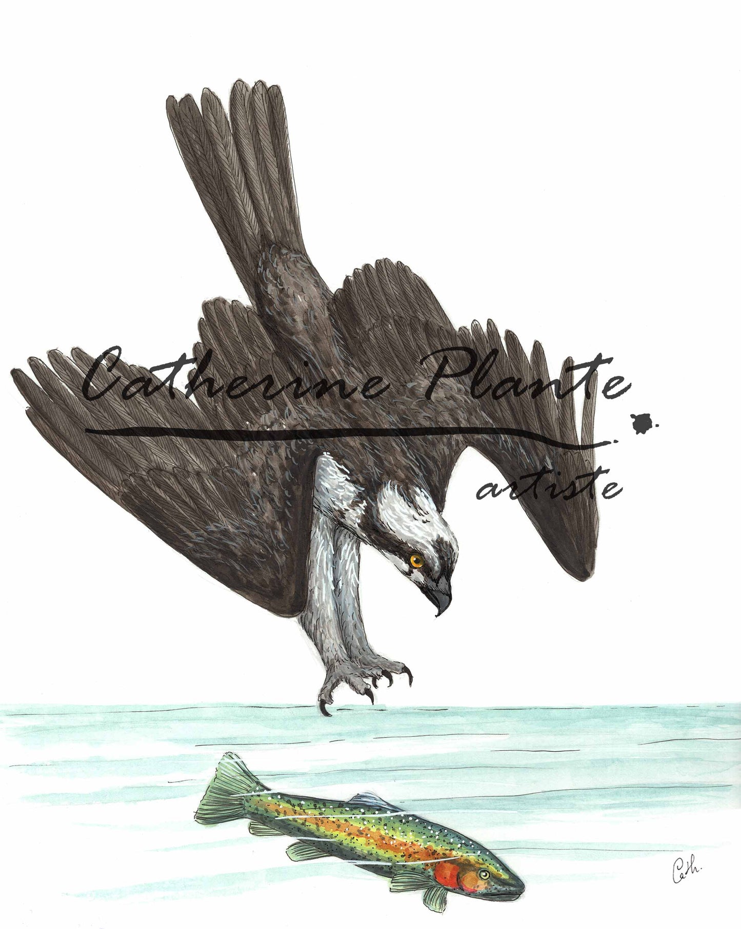 Illustration originale - Balbuzard pêcheur