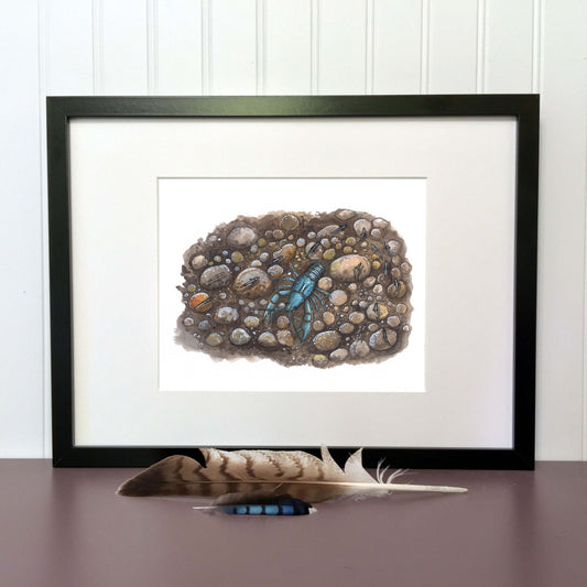 Illustration originale - Écrevisse