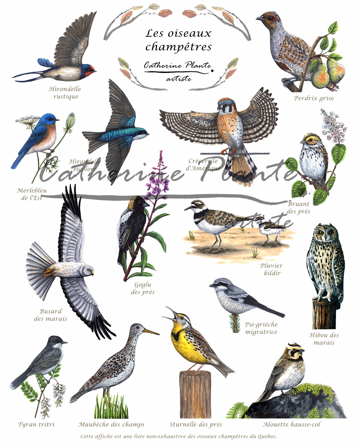 Affiche éducative - Les oiseaux champêtres