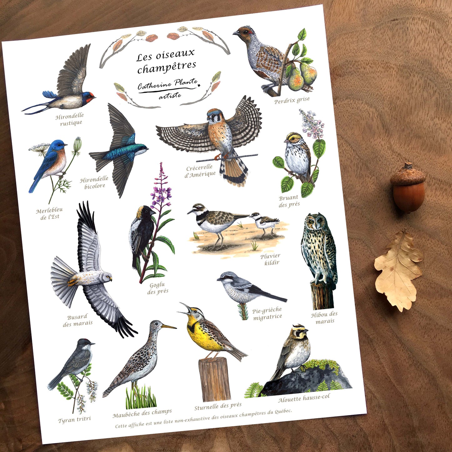 Affiche éducative - Les oiseaux champêtres