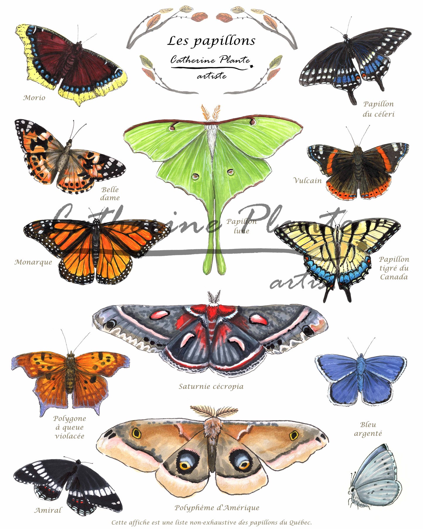 Affiche éducative - Les papillons
