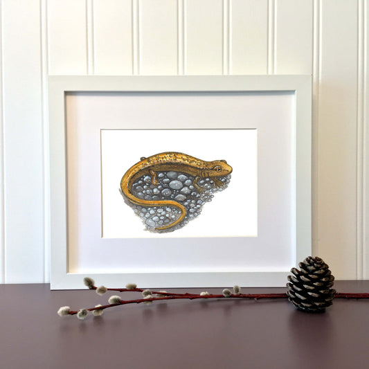 Illustration originale - Salamandre à deux lignes