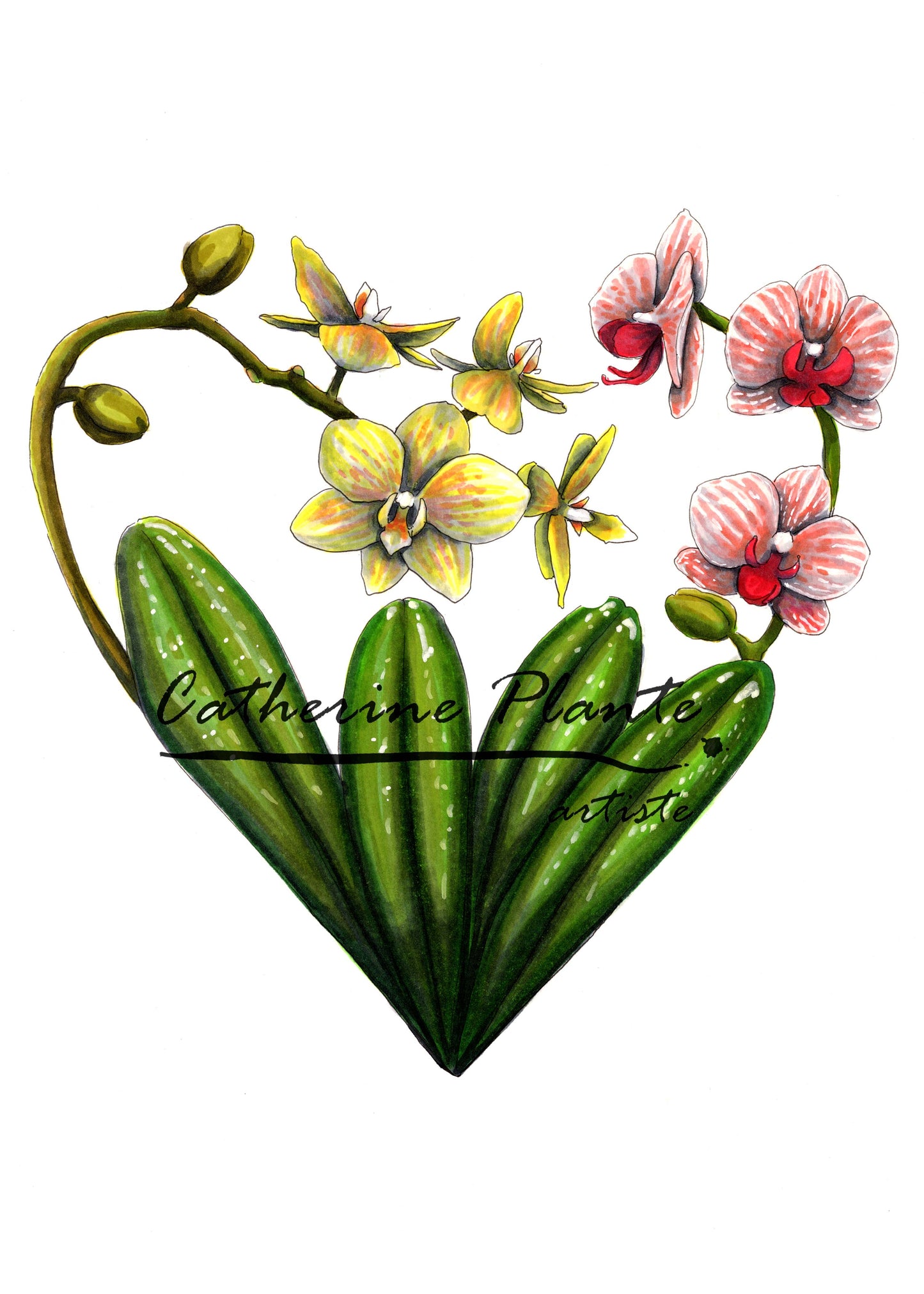 Carte - Coeur d'orchidées
