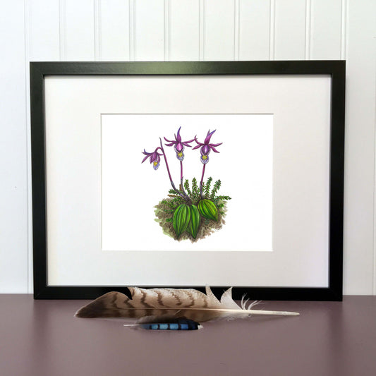 Illustration originale - Calypso bulbeux