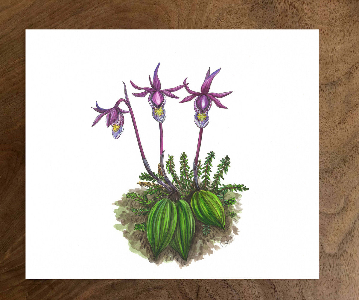 Illustration originale - Calypso bulbeux