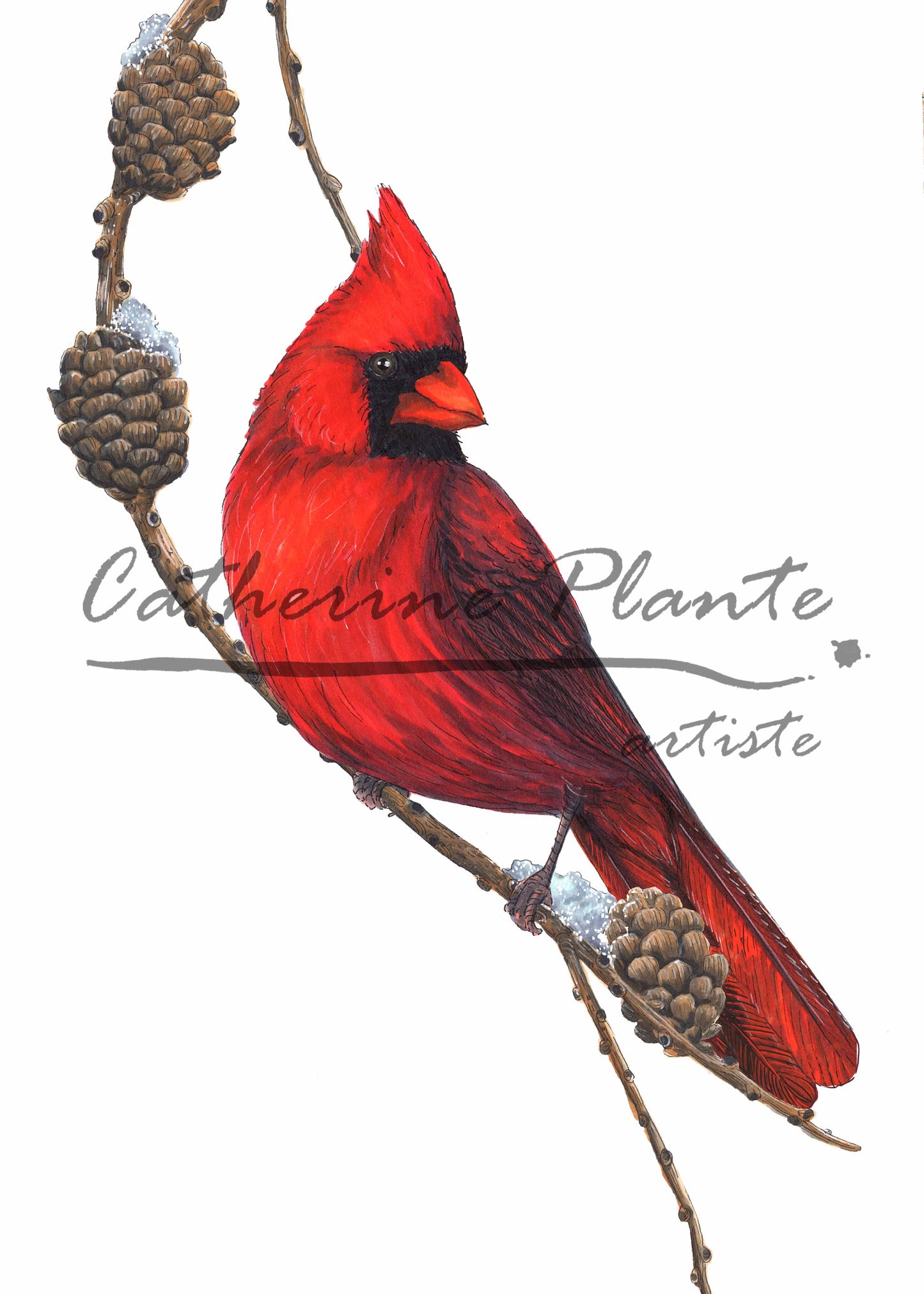 Carte - Cardinal rouge et mélèze