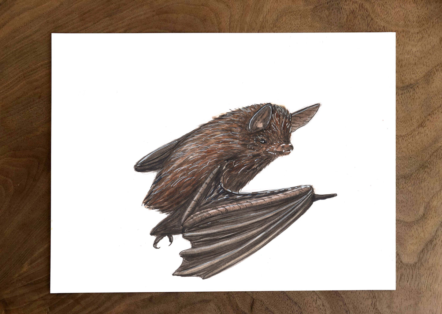 Illustration originale - Chauve-souris brune