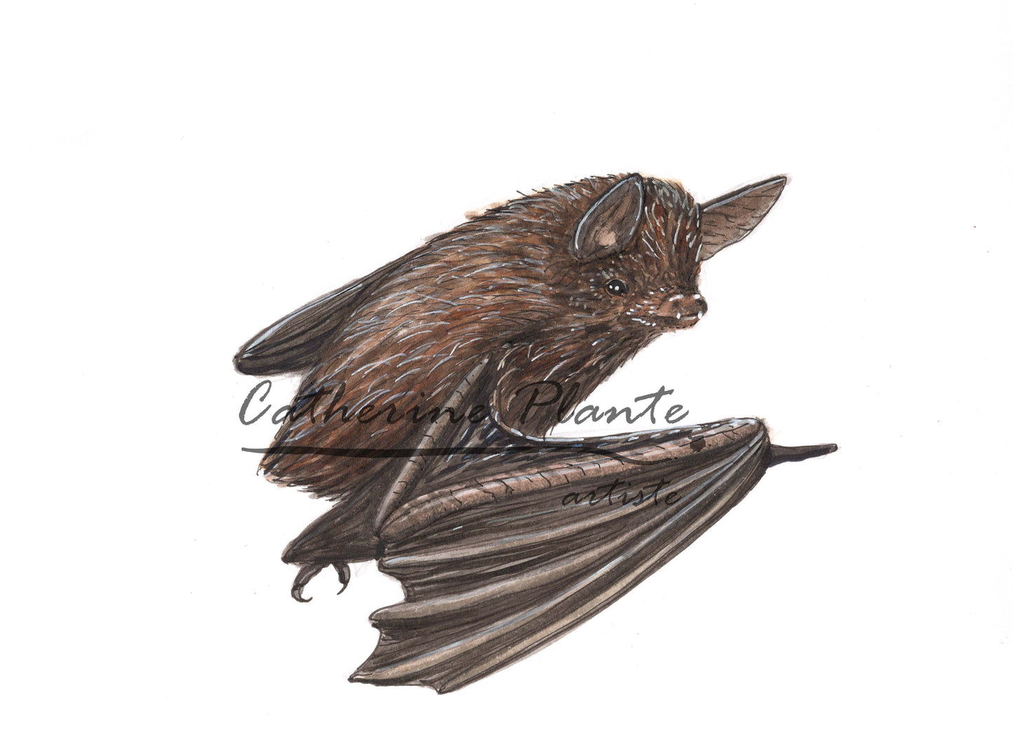 Illustration originale - Chauve-souris brune