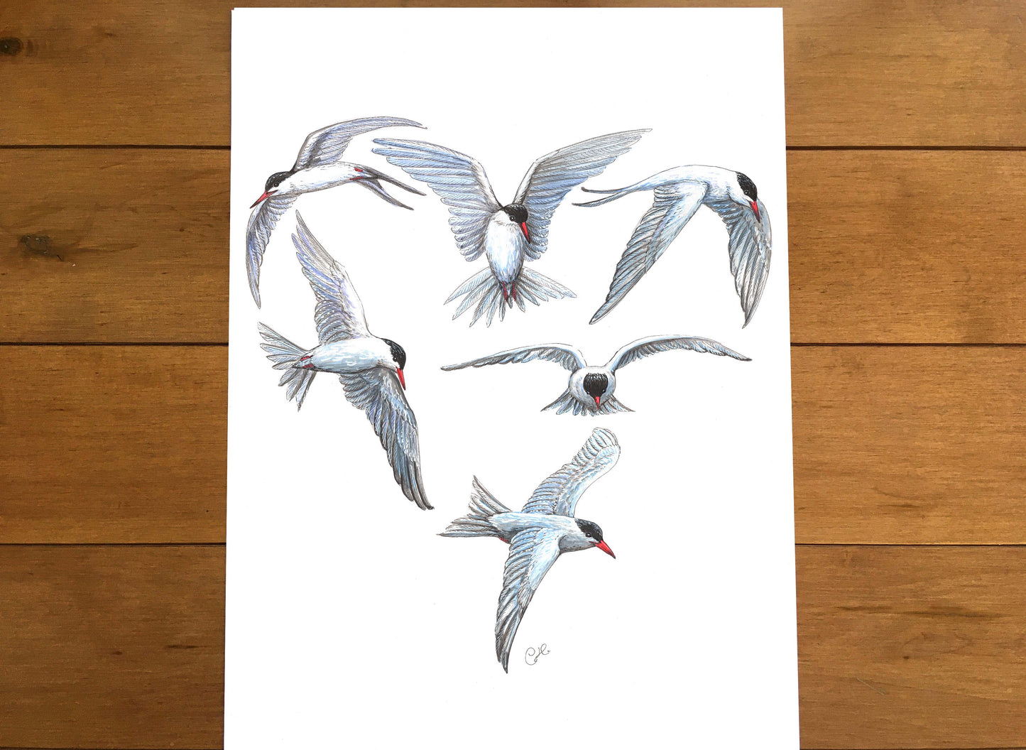 Grande illustration originale - Coeur de sternes