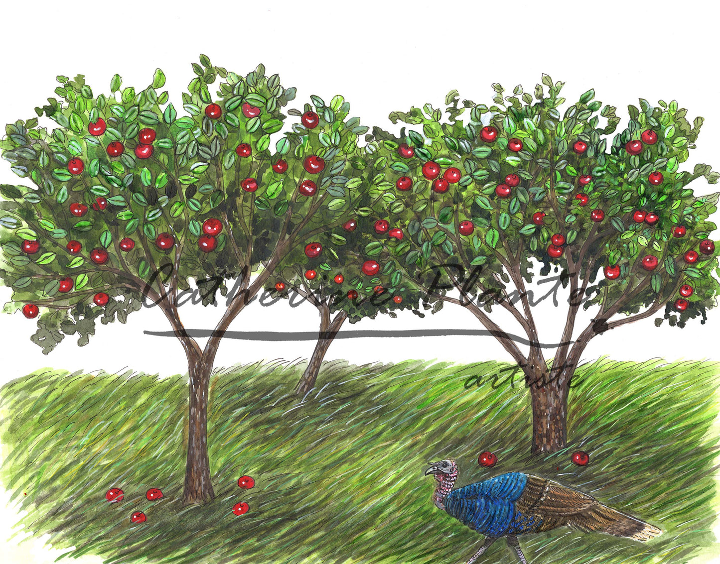 Original illustration - Turkey and apple trees