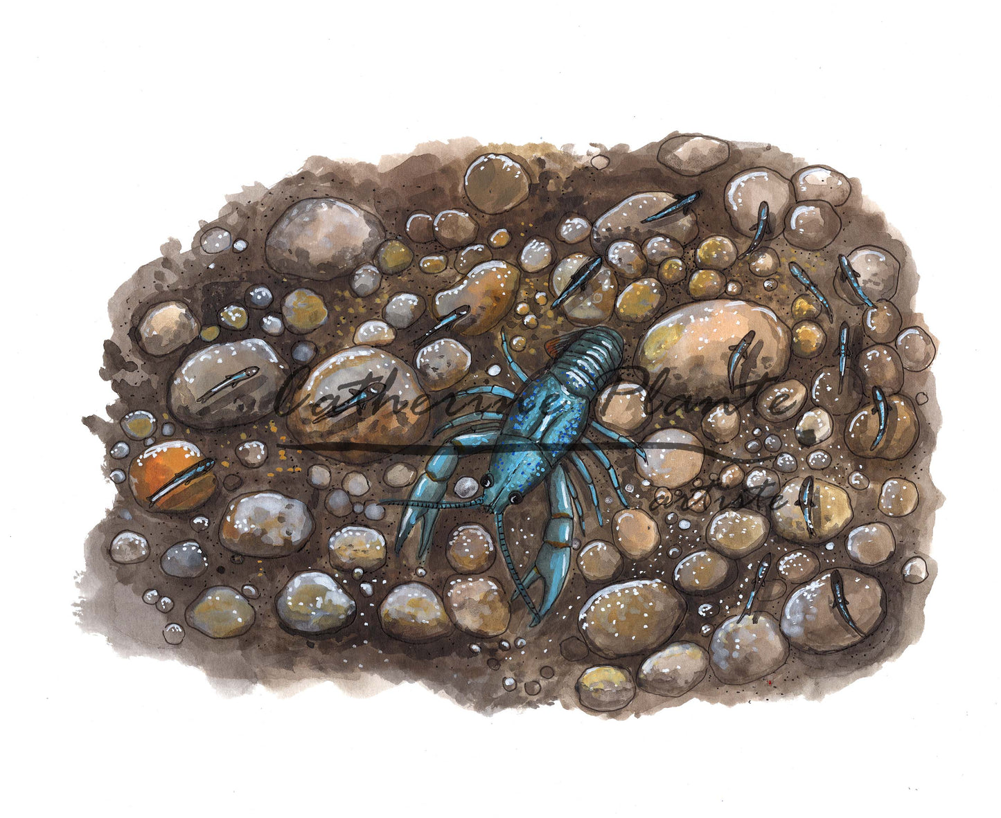 Illustration originale - Écrevisse