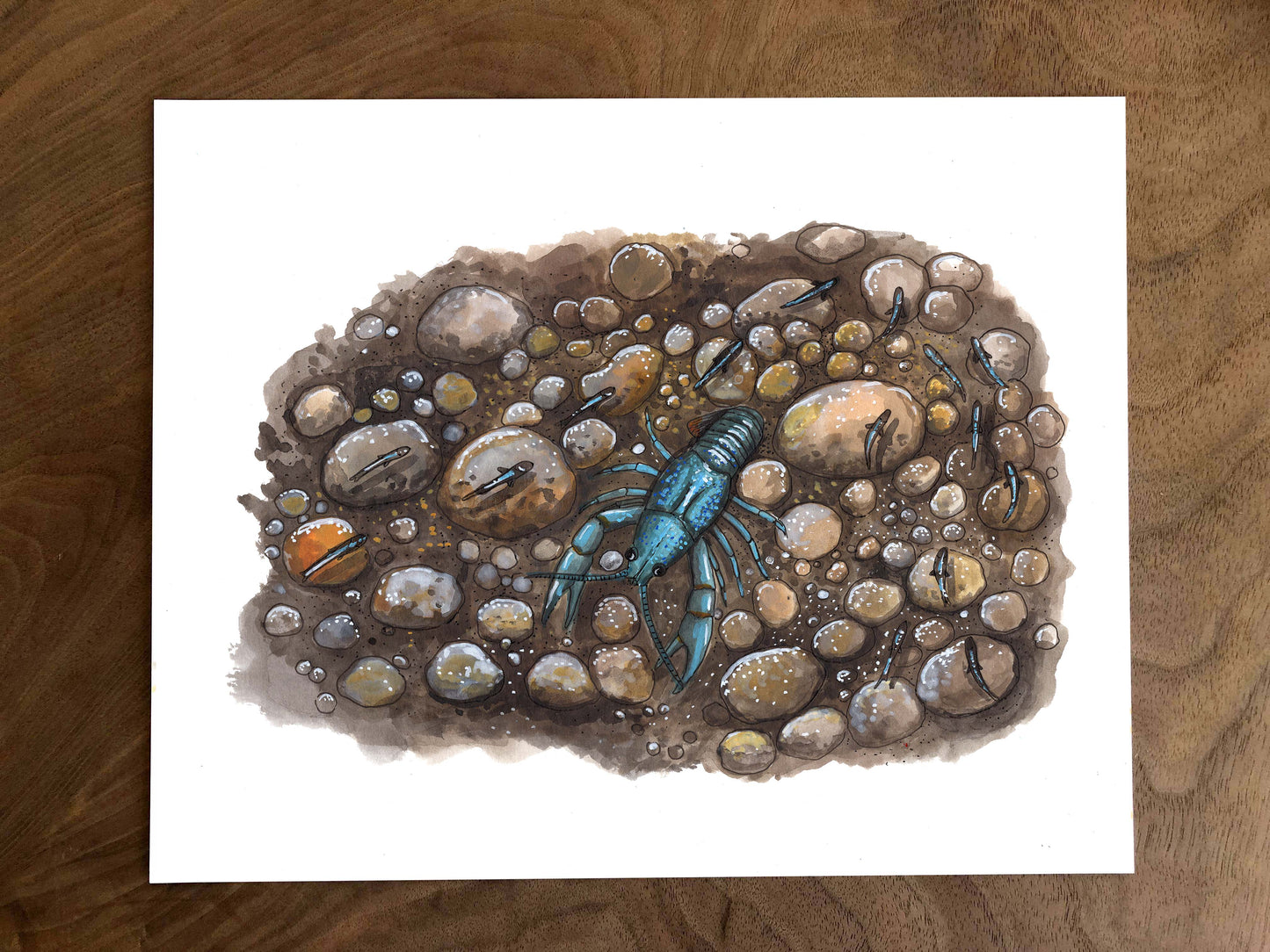 Illustration originale - Écrevisse