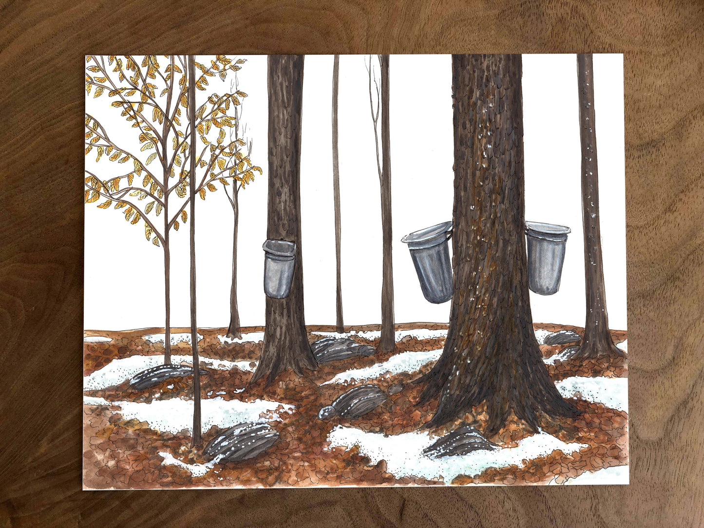Original Illustration - Maple Grove