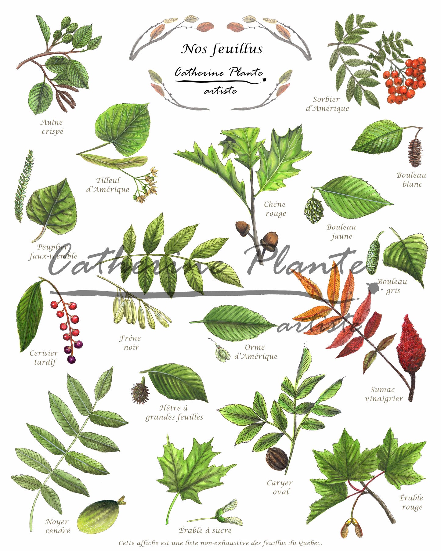 Affiche éducative - Nos feuillus