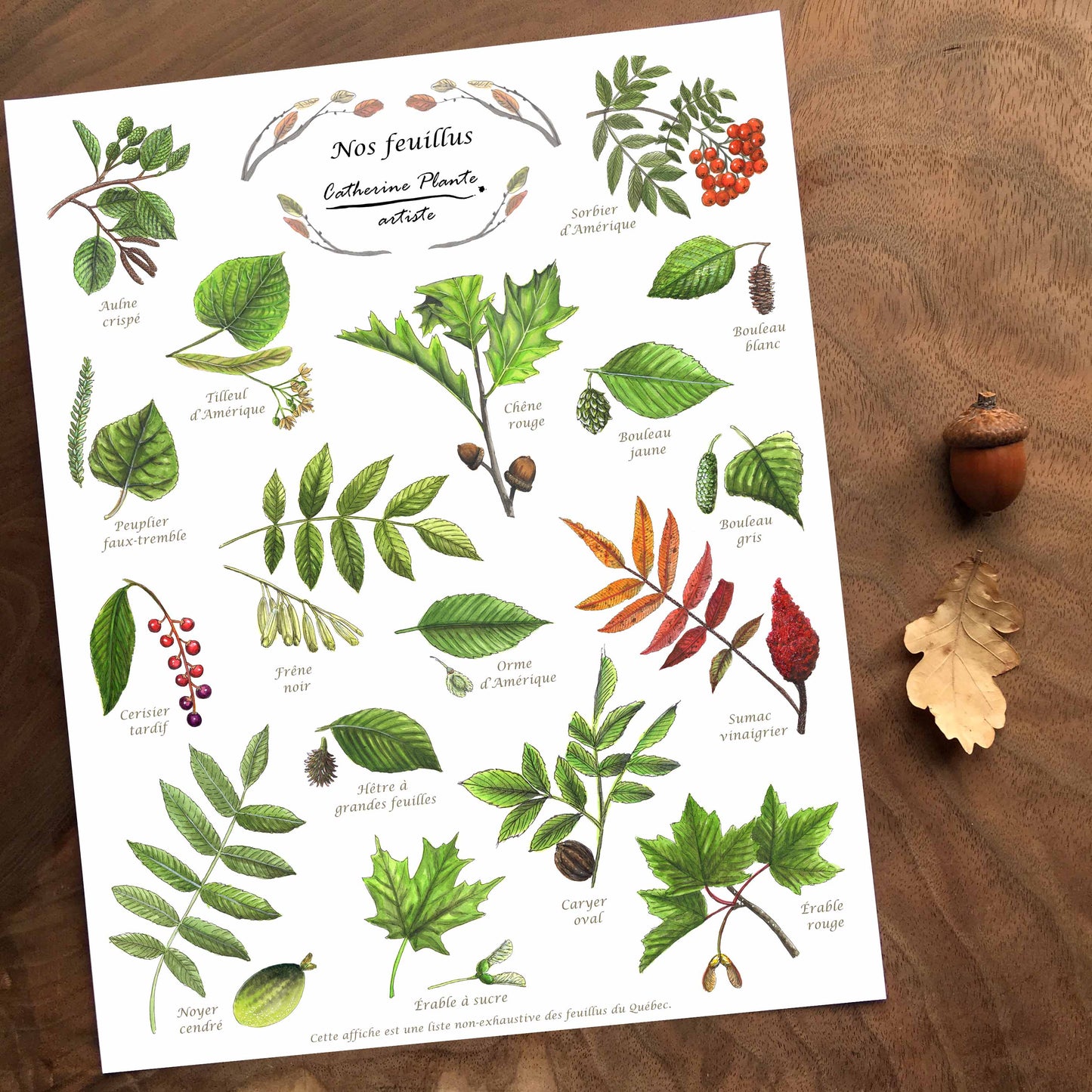 Affiche éducative - Nos feuillus