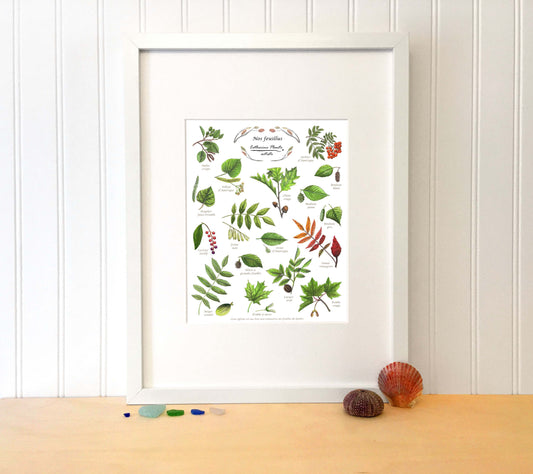 Affiche éducative - Nos feuillus