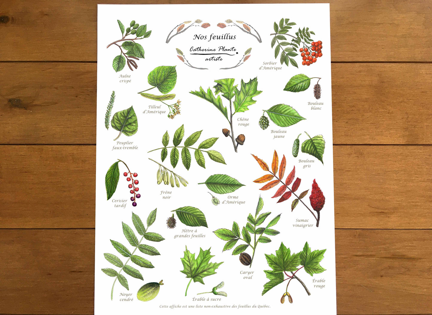 Affiche éducative - Nos feuillus