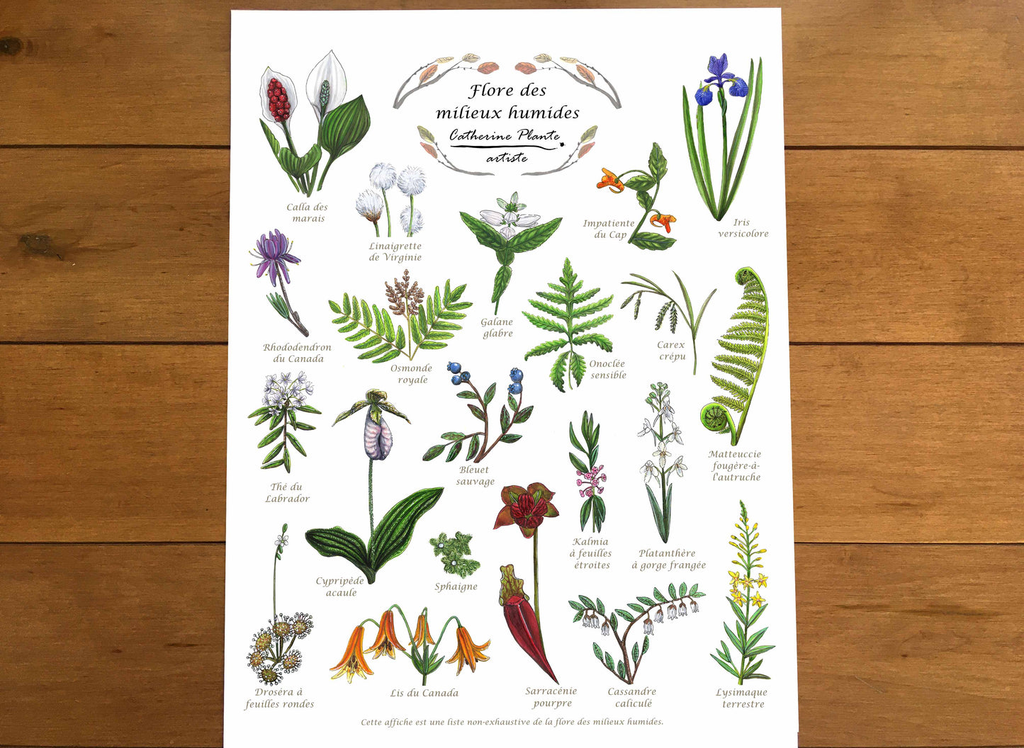 Educational poster - Undergrowth flowers
