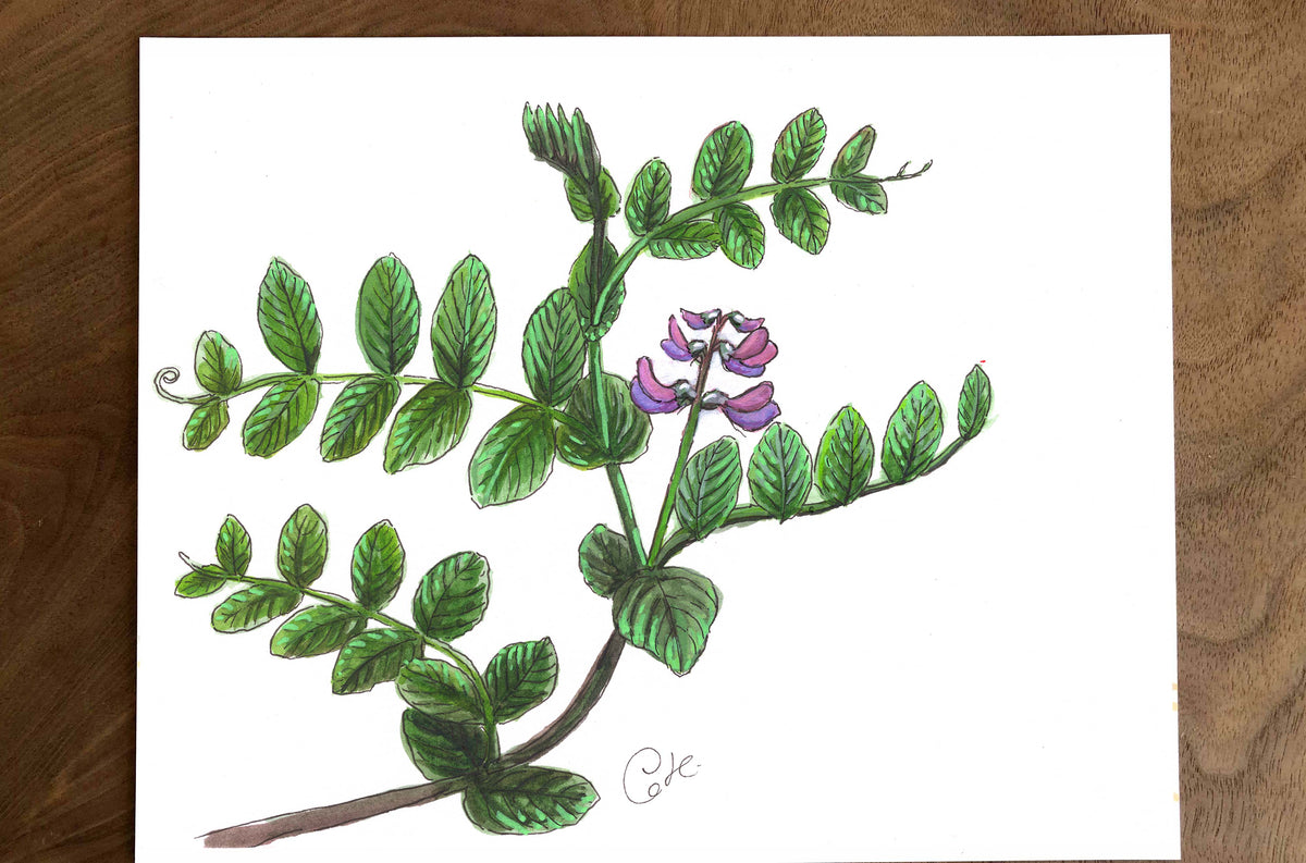 Petites illustrations originales - Choix de sept œuvres botaniques des îles Mingan