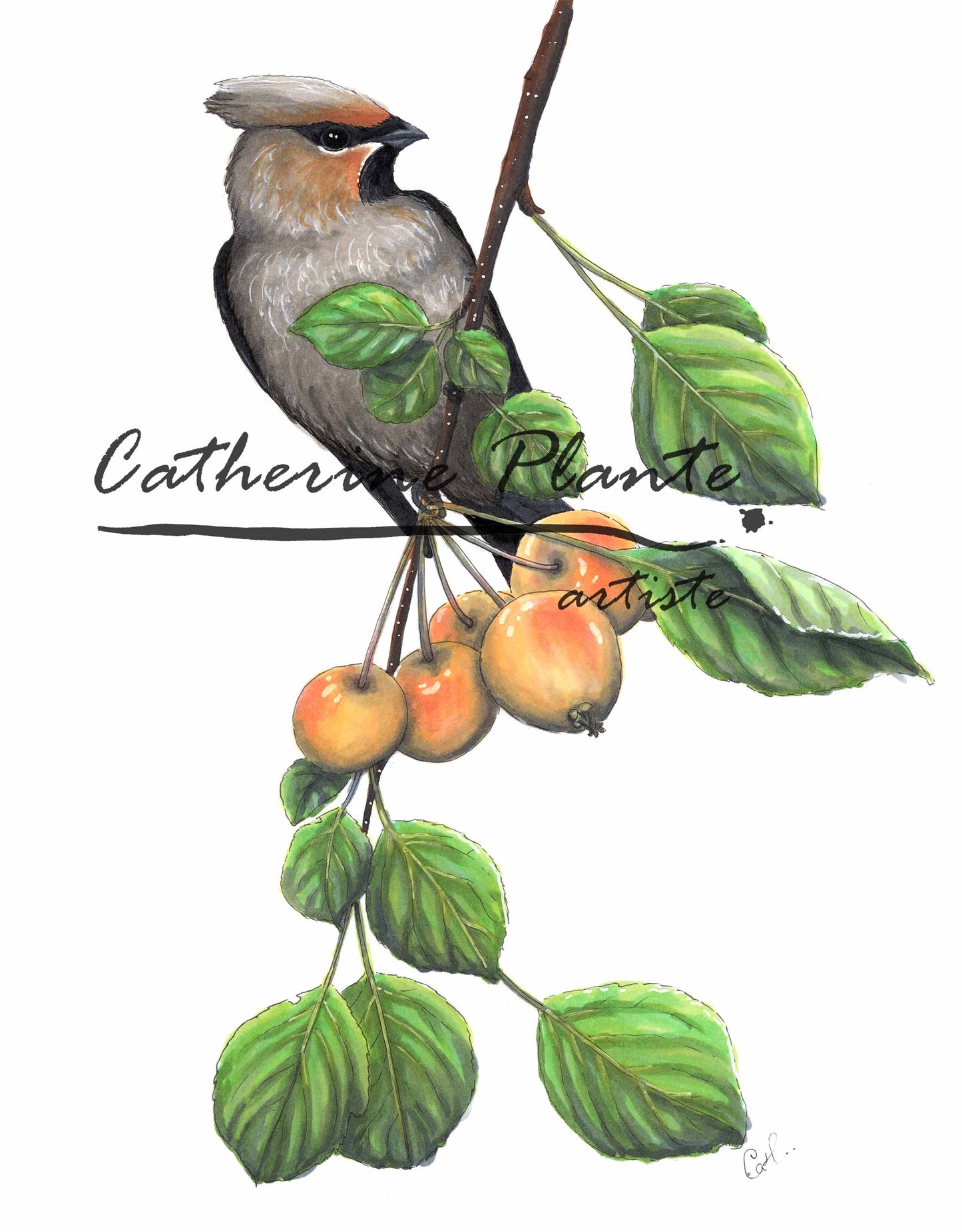 Original illustration - Waxwing and crabapples
