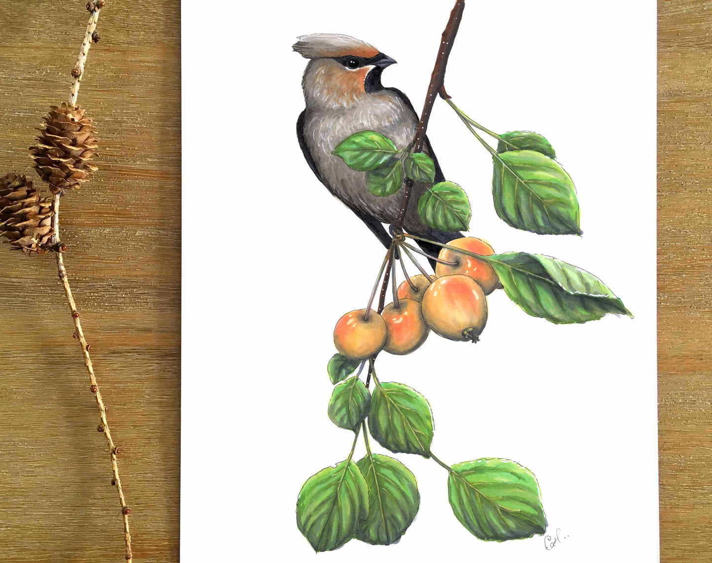 Original illustration - Waxwing and crabapples