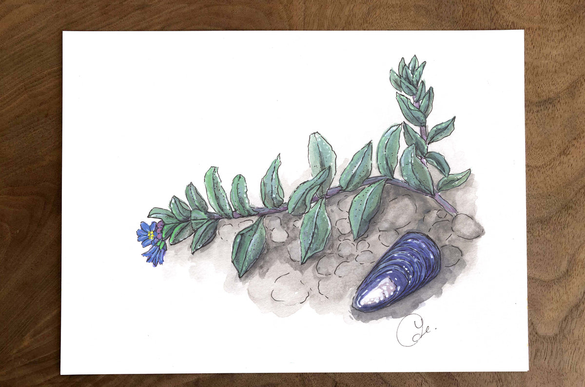 Petites illustrations originales - Choix de sept œuvres botaniques des îles Mingan