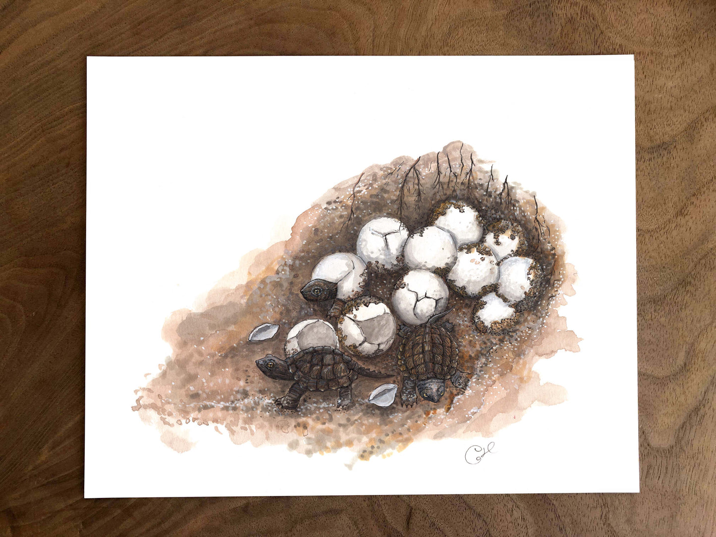 Illustration originale - Le nid de tortues