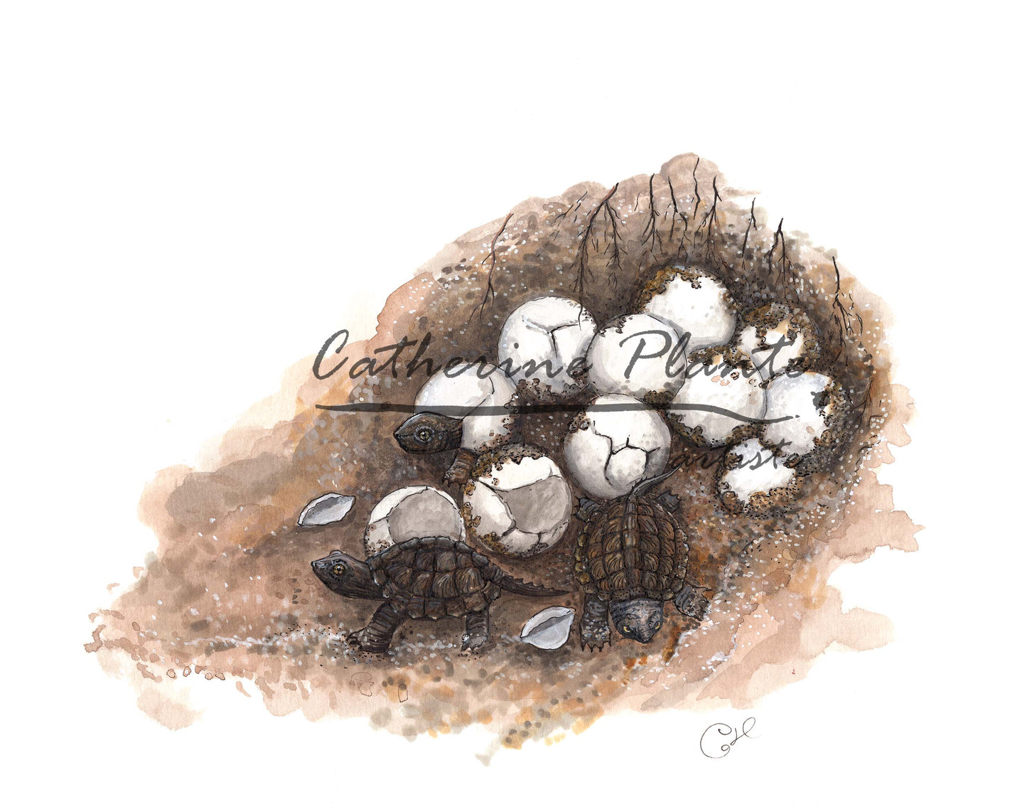 Illustration originale - Le nid de tortues