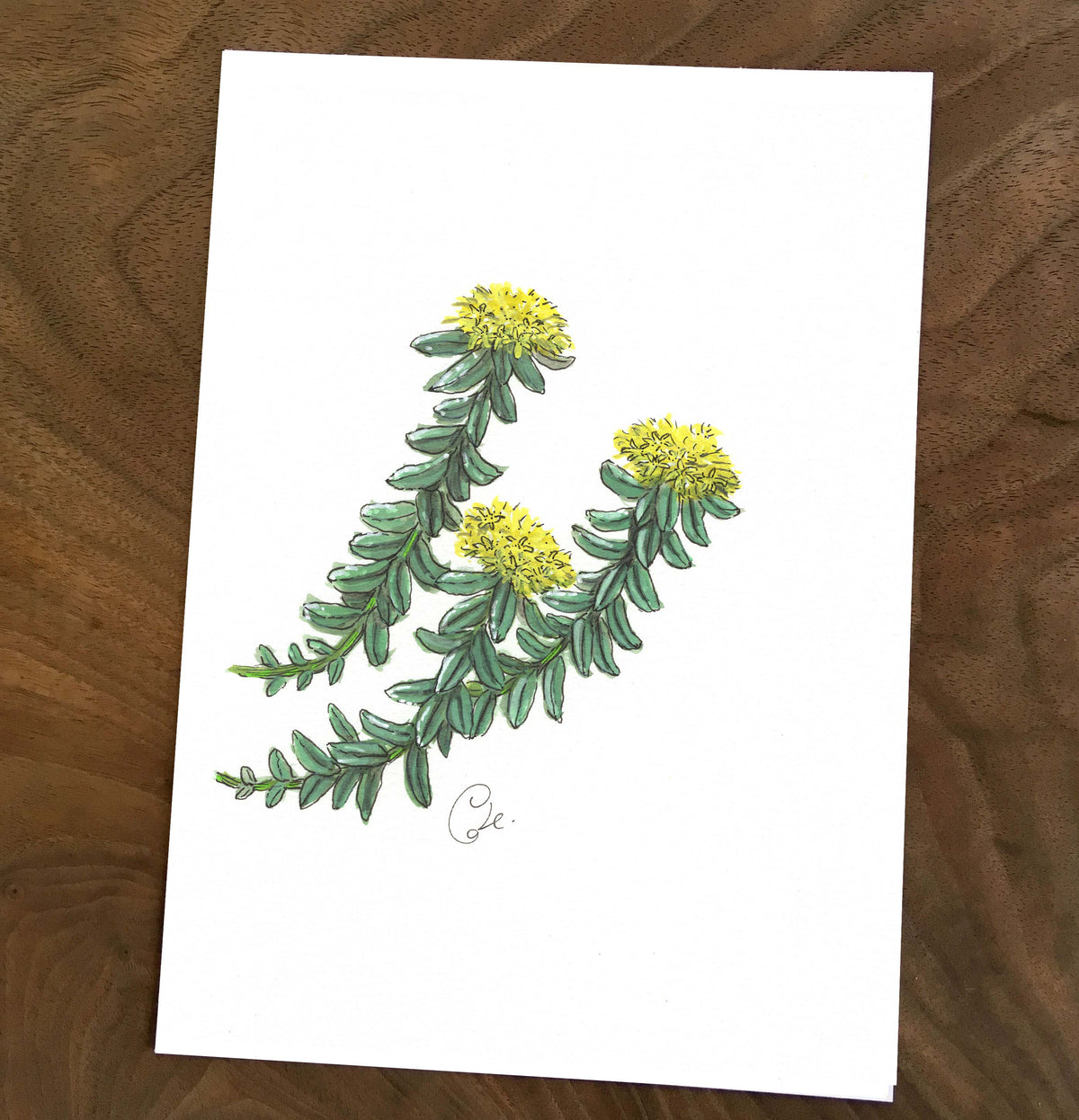 Petites illustrations originales - Choix de sept œuvres botaniques des îles Mingan