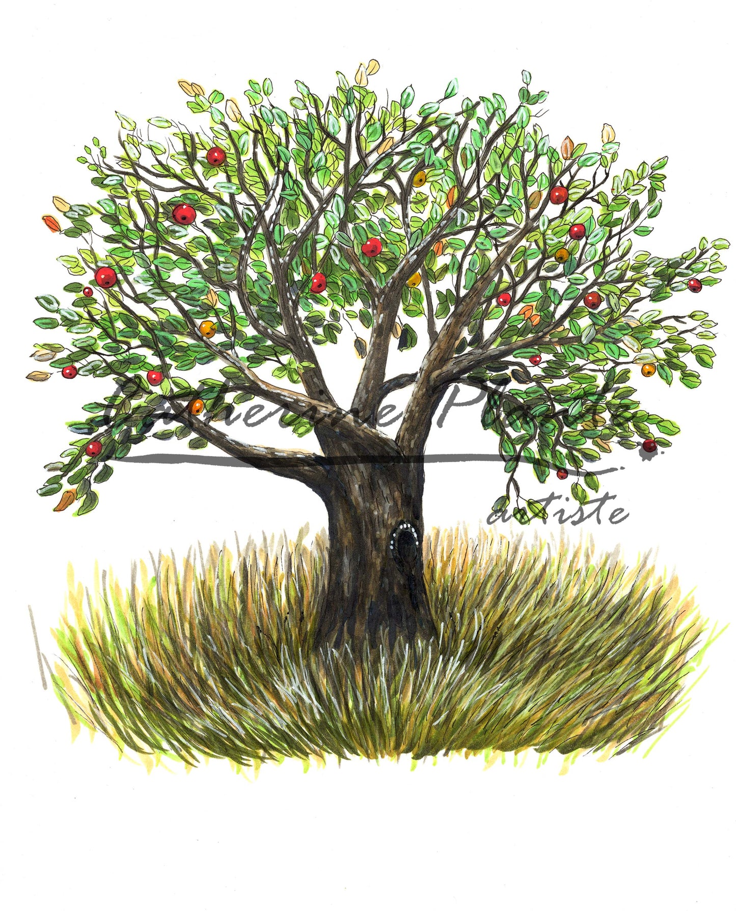 Illustration originale - Le pommier