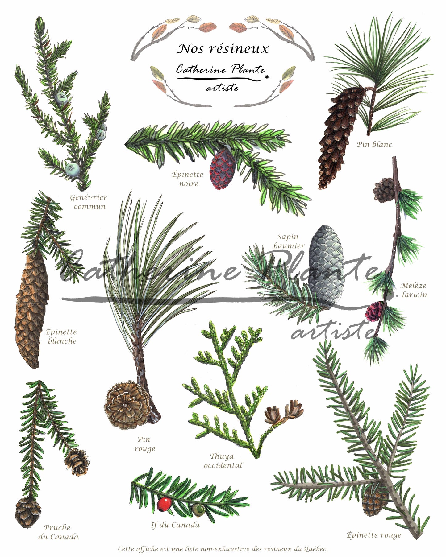 Affiche éducative - Nos résineux