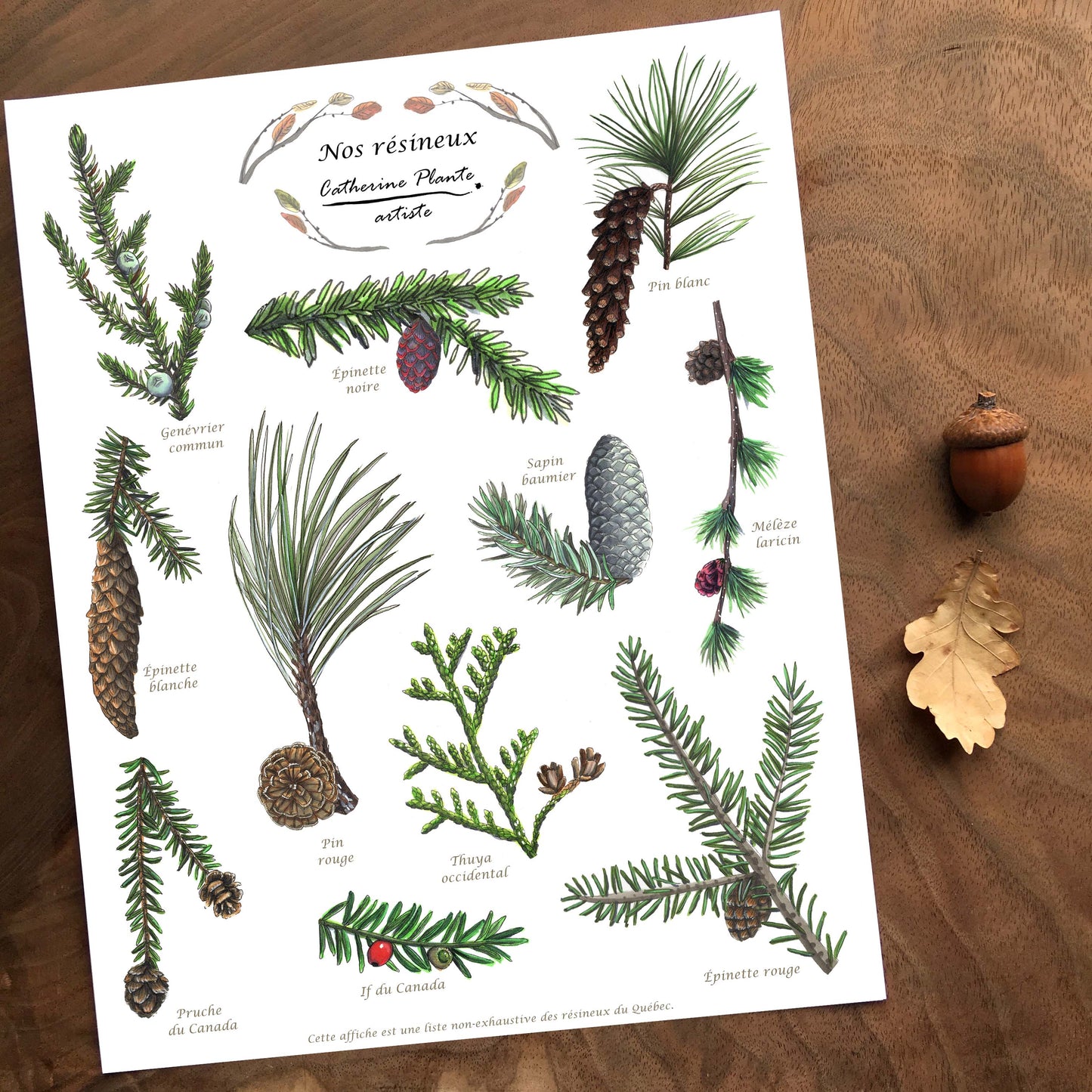 Affiche éducative - Nos résineux